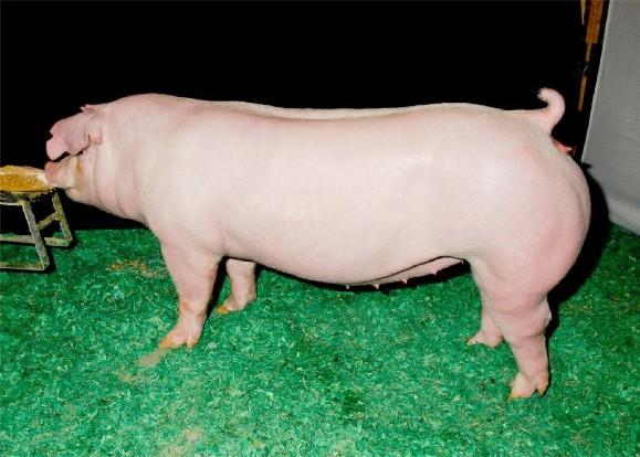Chester White gilt
