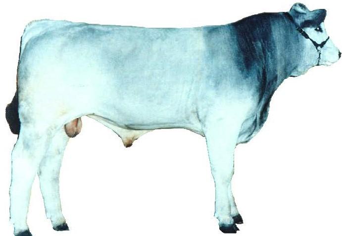 chianina show cattle