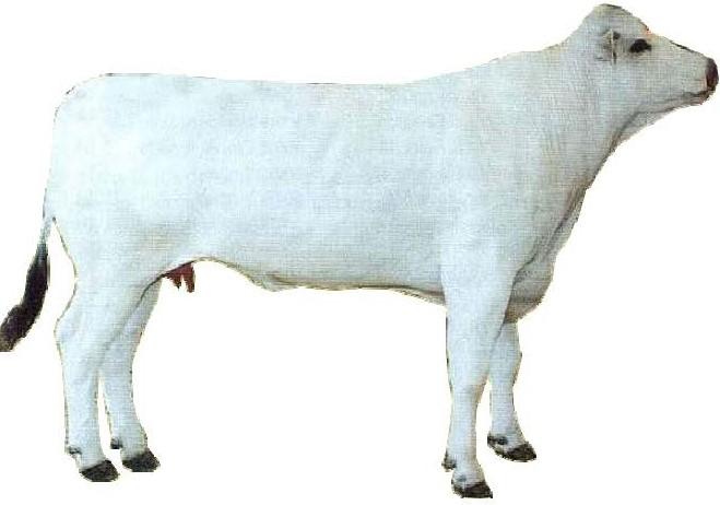 chianina steer