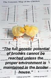 Chicken genome