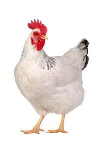 White Female Chicken