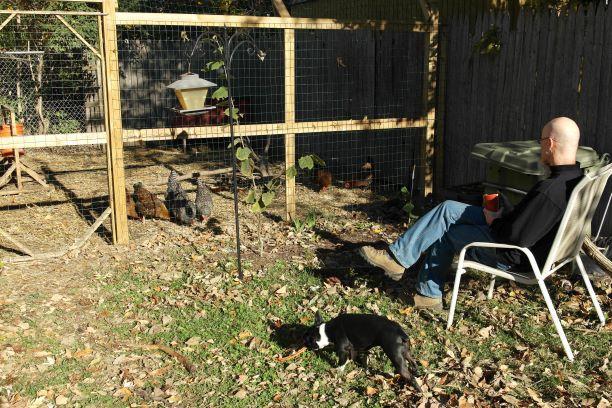 A person watches their backyard flock for entertainment