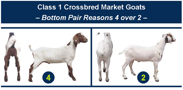 Class 1 Crossbred Market Goats Bottom Pair Reasons 4 over 2