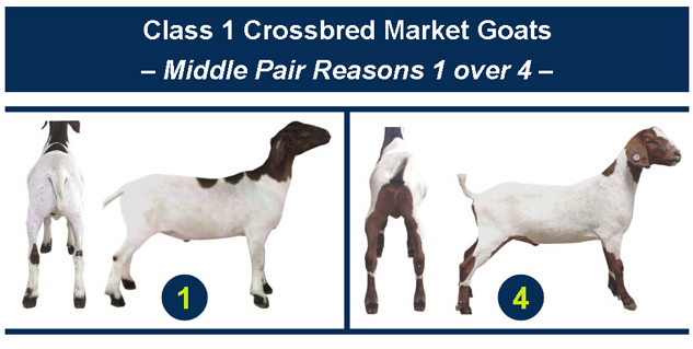 Class 1 Crossbred Market Goats Middle Pair Reasons 1 over 4-2