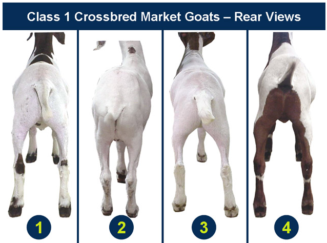 Class 1 Crossbred Market Goats Rear View