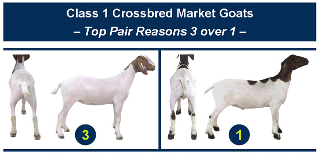 Class 1 Crossbred Market Goats Top Pair Reasons 3 over 1-2