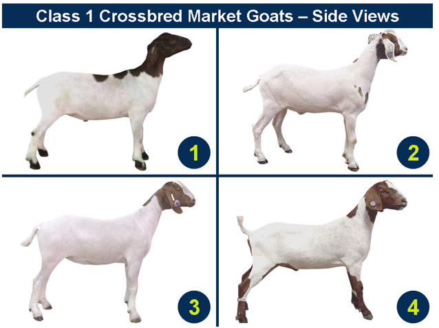 Class 1 Crossbred Market Goat Side View