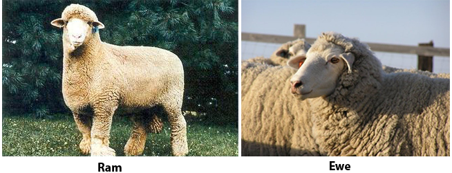 Columbia ram and ewe