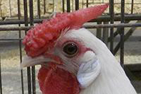 Rose comb