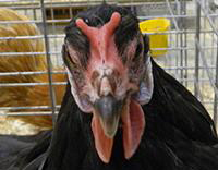 V-comb