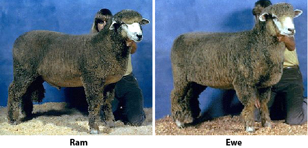 Corriedale Sheep