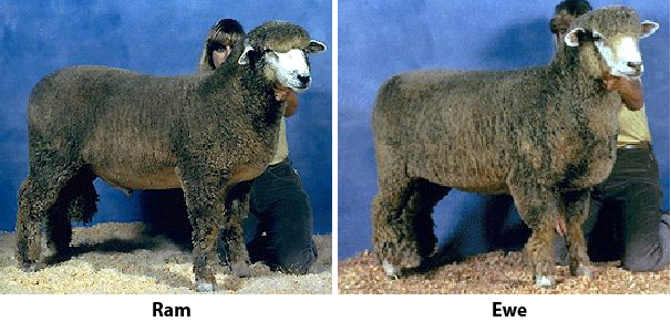 Corriedale ram and ewe