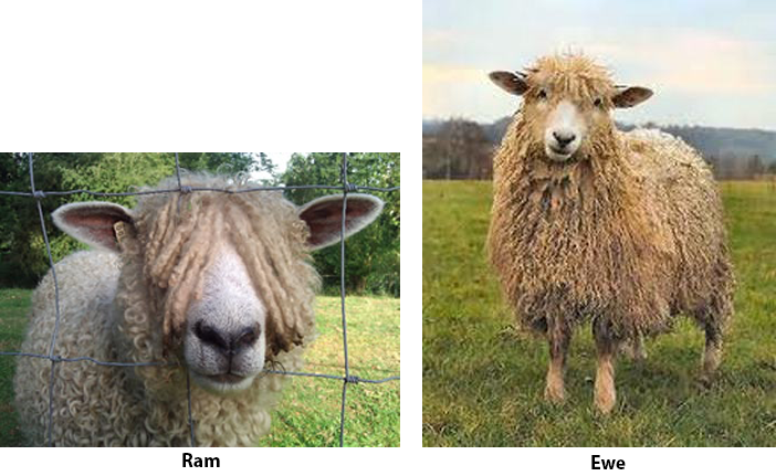Cotswold ram and ewe