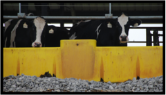 Cows Behind Yellow Barrier