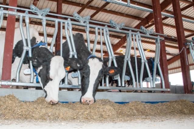 Troubleshooting the fresh cow pen