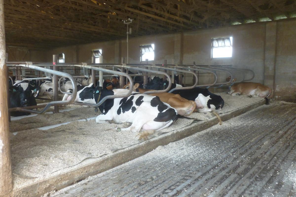 Dairy cows lay in freestalls