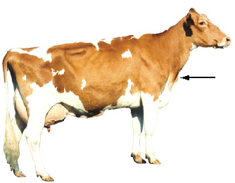 Dewlap