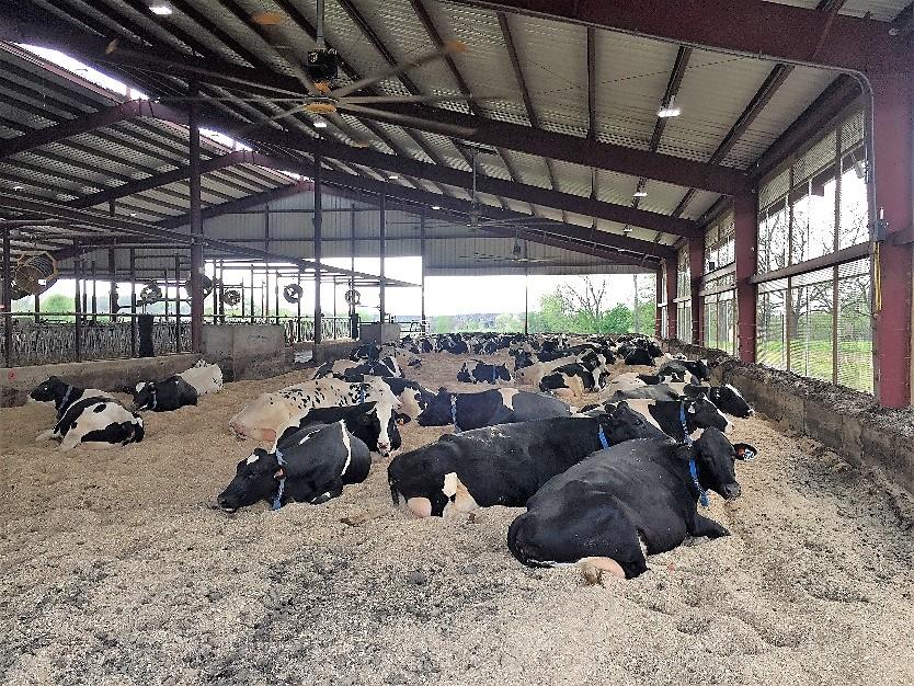 Figure 3 UK Coldstream Dairy herd enjoying the freshly cleaned CBP barn; May 2018