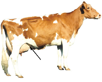 dairy cow udder