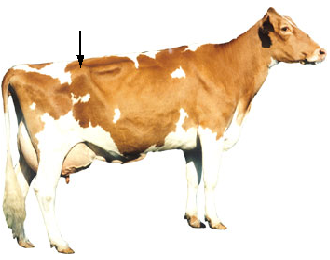 Hip