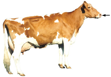 Muzzle diagram
