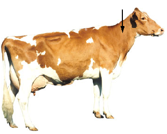 Neck