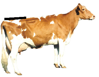 Rump