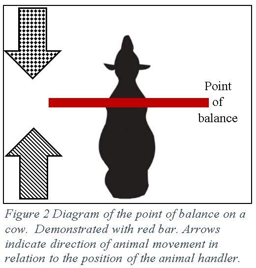 Figure 2: Diagram of a cow's point of balance