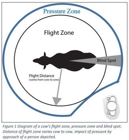 Figure 1: Diagram of a cow's flight zone, pressure zone and blind spot