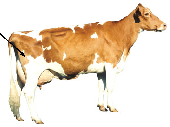 Dairy - Thigh