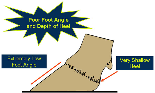 Dairy Foot Angle and depth of heel