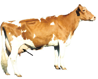 Fore Udder