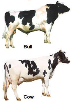 Dairy - Holstein