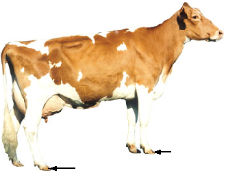 Dairy - Hoof