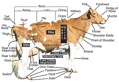 Dairy cow with parts labeled