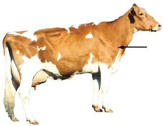 Dairy - Point of Shoulder