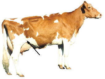 Dairy - Rear Flank