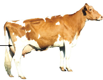 Rear Udder