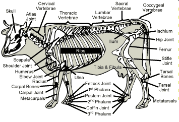 cow skeleton
