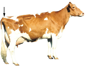 Tail Head