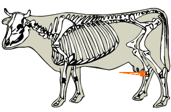 Dairy - Tarsal Bones