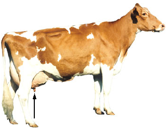 Teat