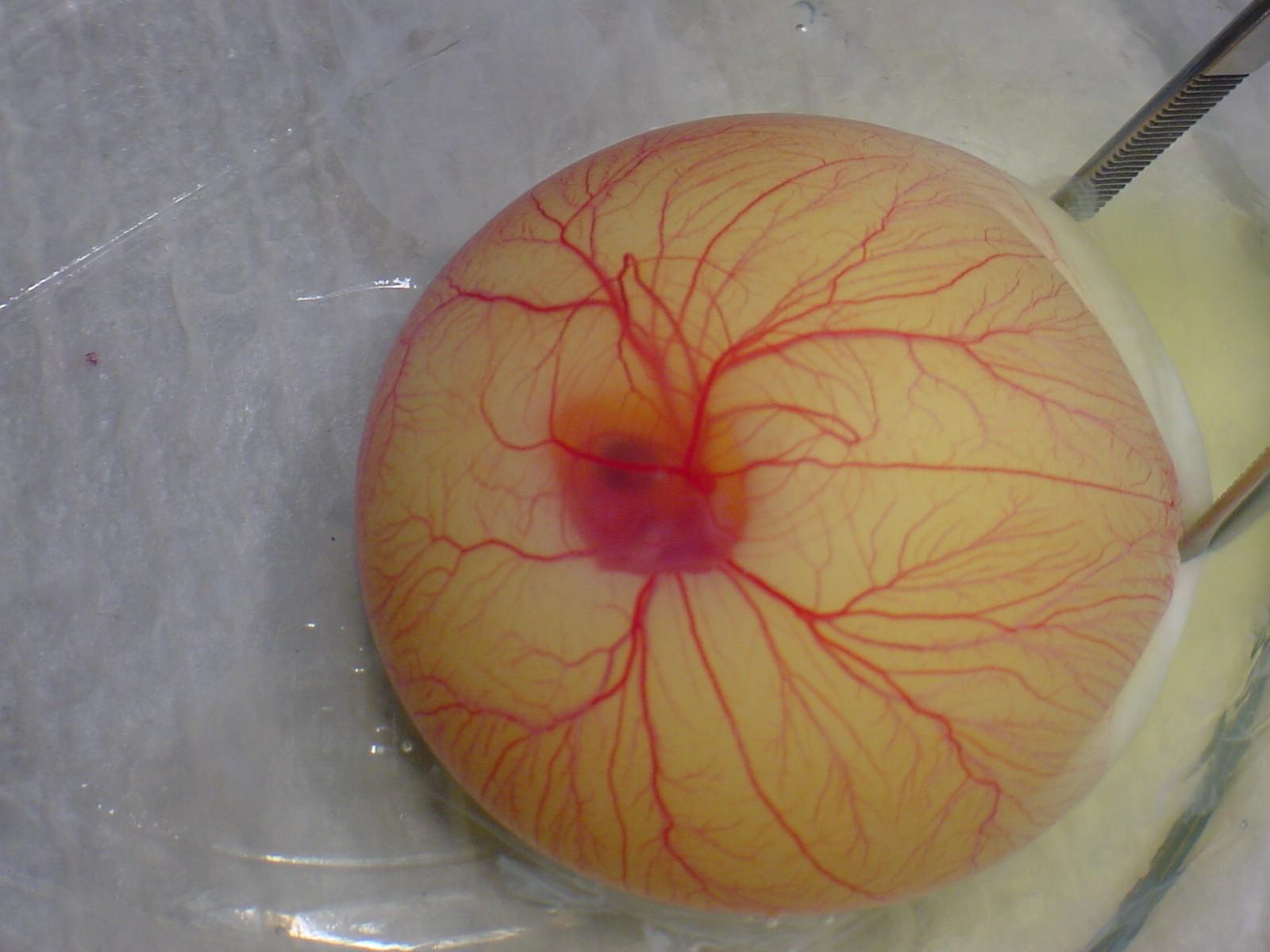 Fertilized egg