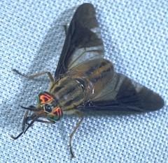 Deer Fly  Photo courtesy of Dr. Lee Townsend
