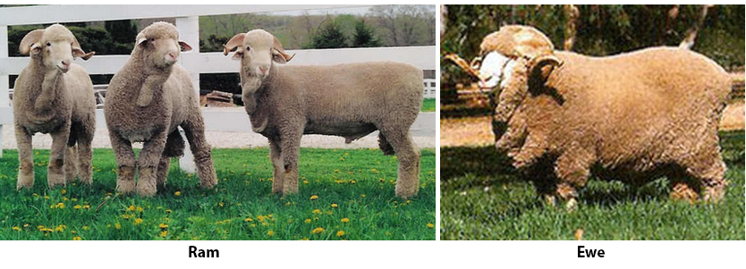 Delaine-Merino rams and ewe