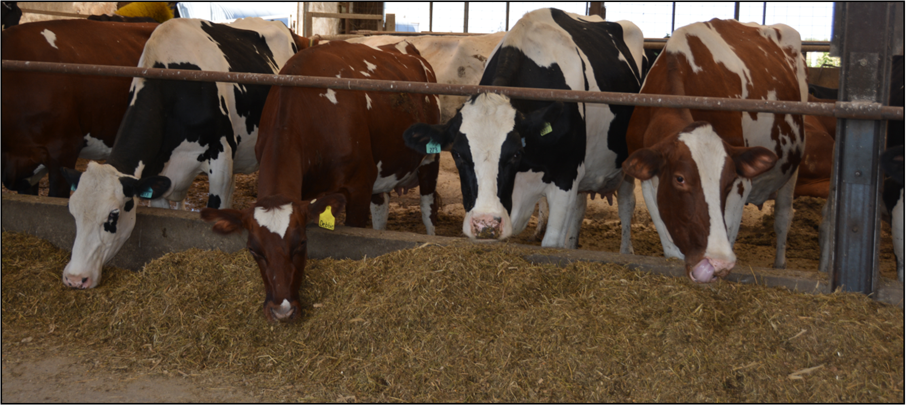 Cows Eating