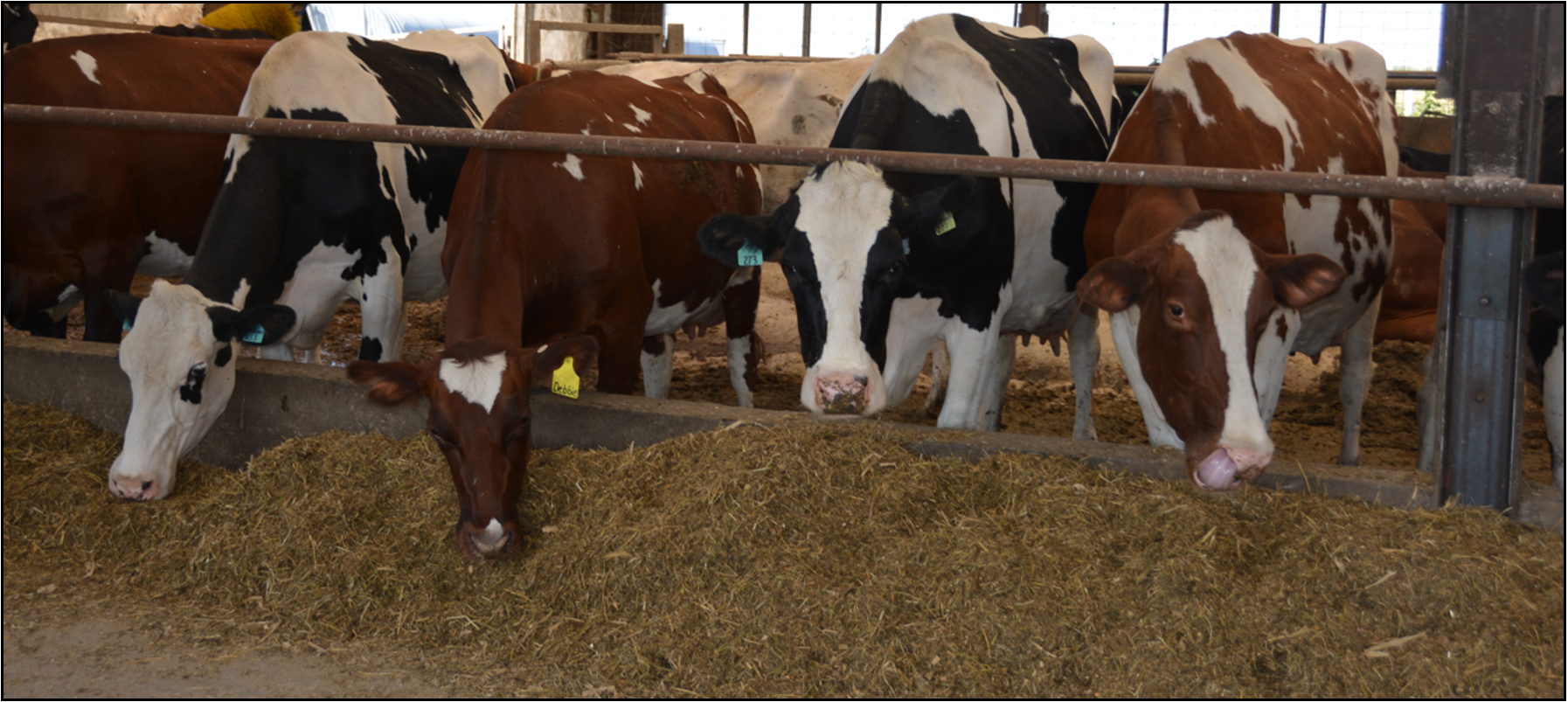 Manage Fresh Dry Cows