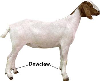 Goat Parts Dewclaw