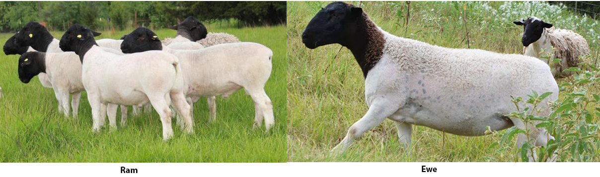 Dorper rams and ewes