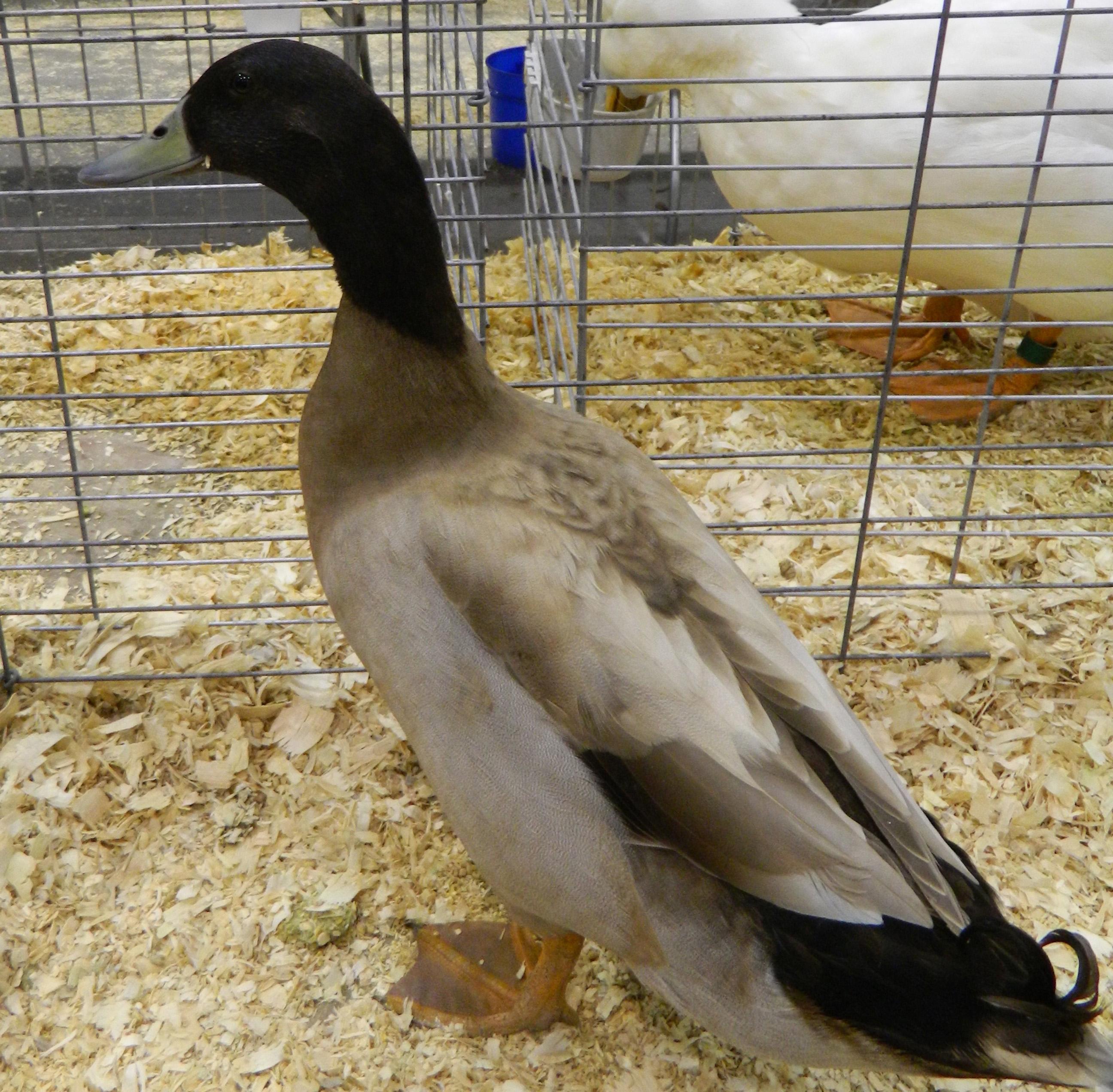 Breed Selection - Ducks | Animal & Food Sciences